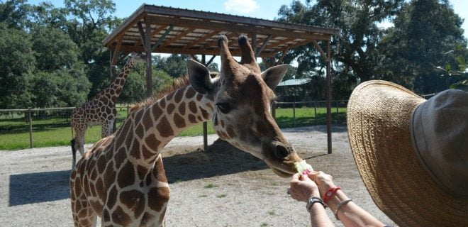 Zoo Attractions Central Florida