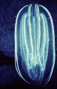 This is what a comb jelly looks like all aglow.