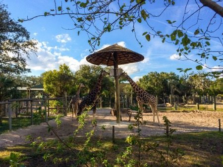 lowry park zoo giraffe