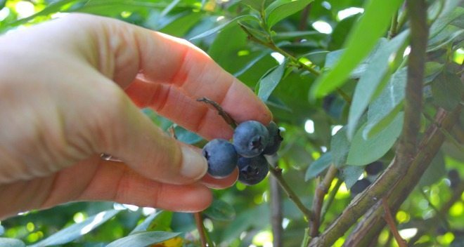 Blueberry Picking Near Orlando