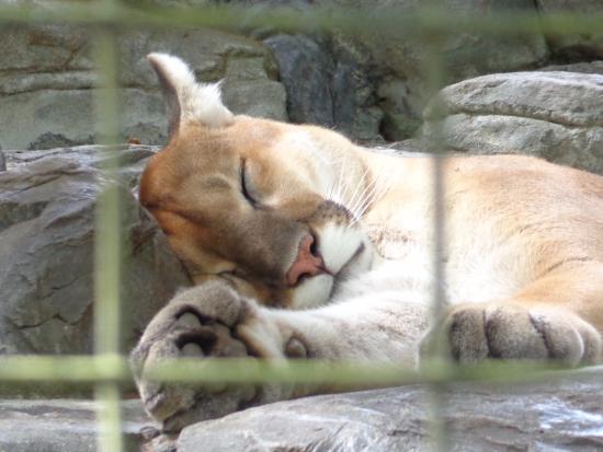 Zoo Attractions Central Florida