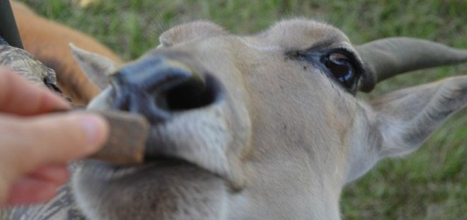 Zoo Attractions Central Florida