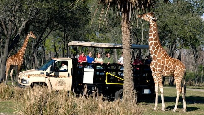 Wanyama Safari and Dinner at Disney's Animal Kingdom Lodge