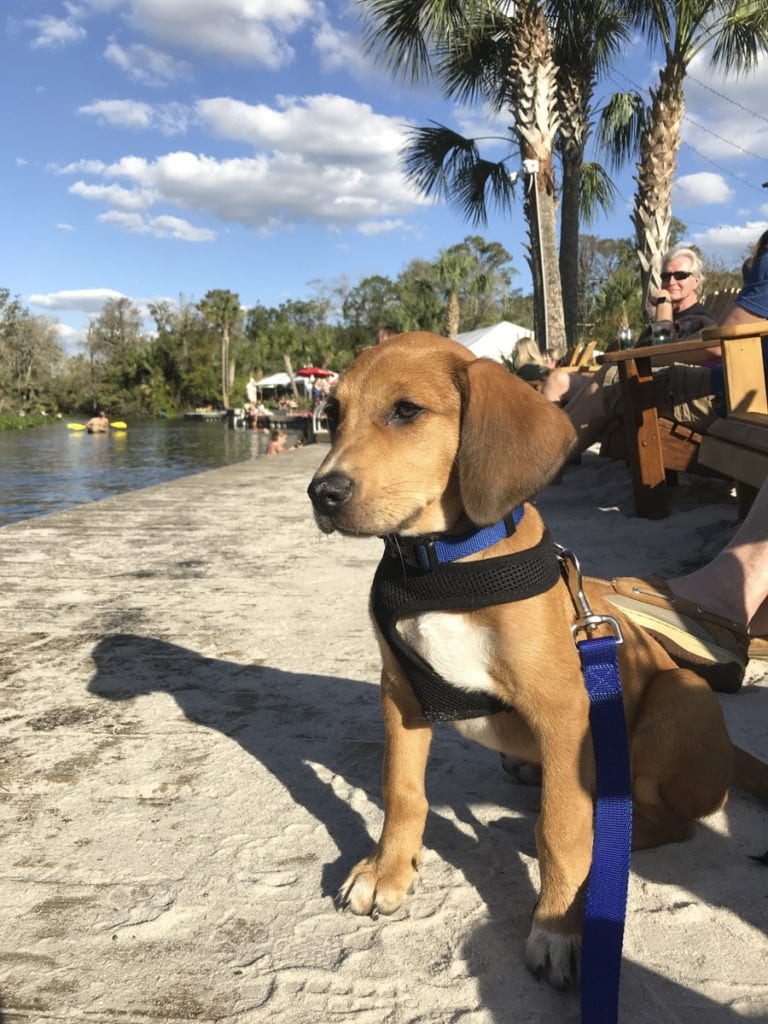 Wekiva Island dog-friendly spots in Central Florida