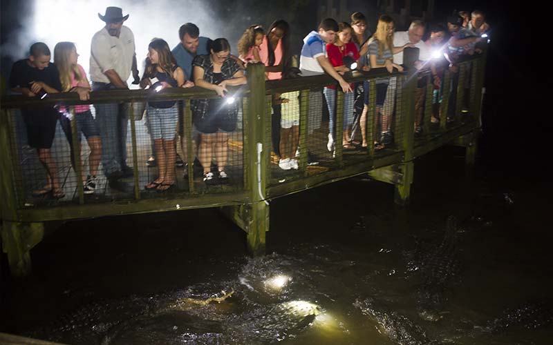 Gatorland Night Shine tour