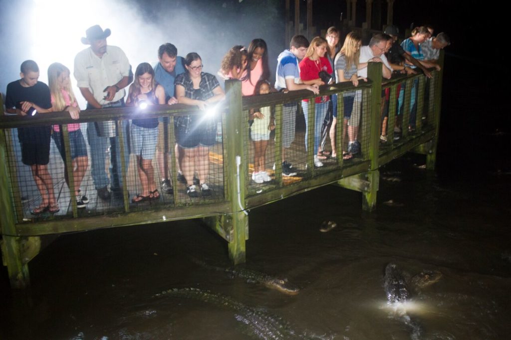 Gatorland Gator Night Shine