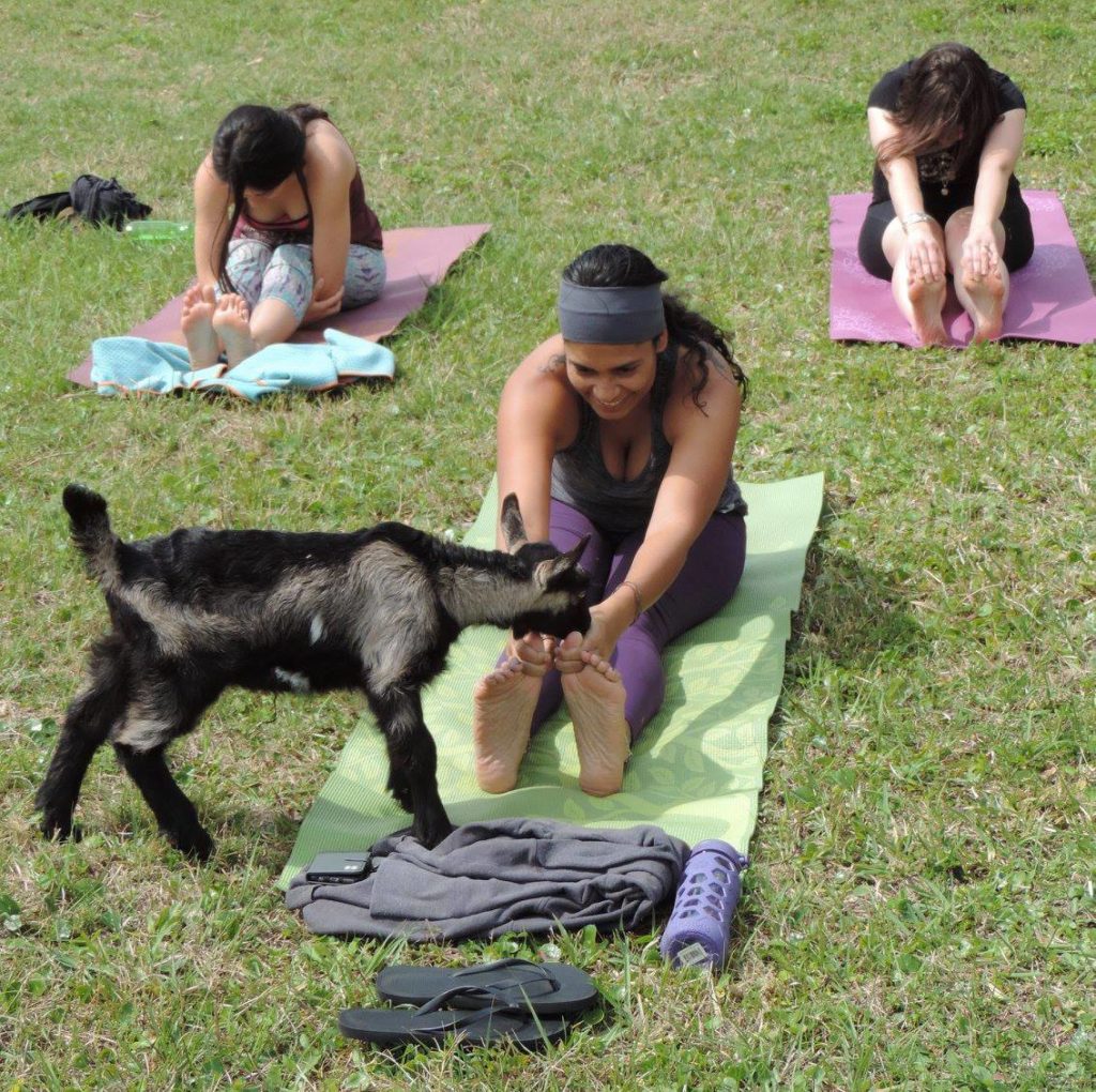 Baby Goat Yoga at Wildflower Farm