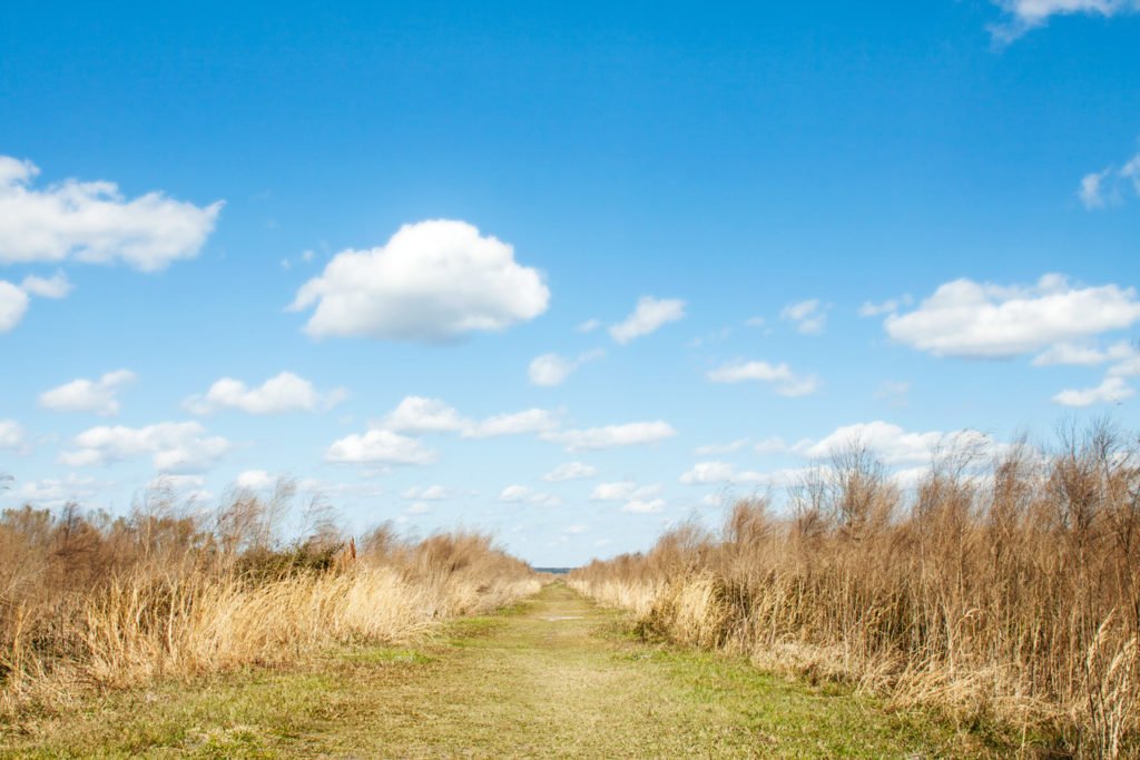 Paynes Prairie Preserve State Park Florida State Parks