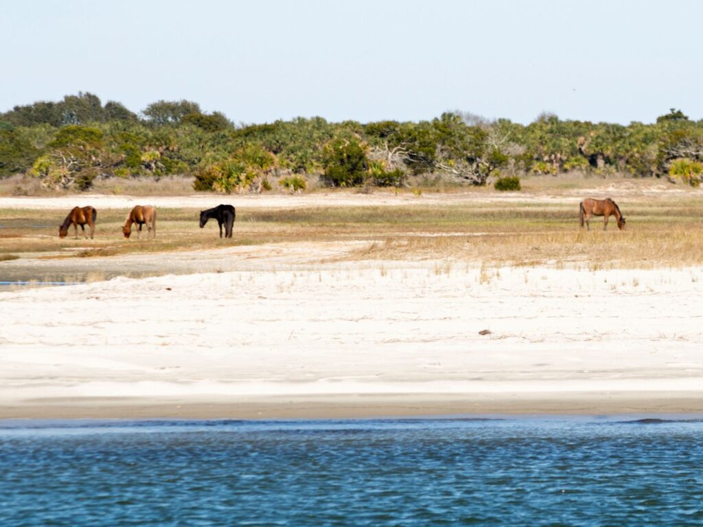 Wild Horses Near Amelia Island Florida