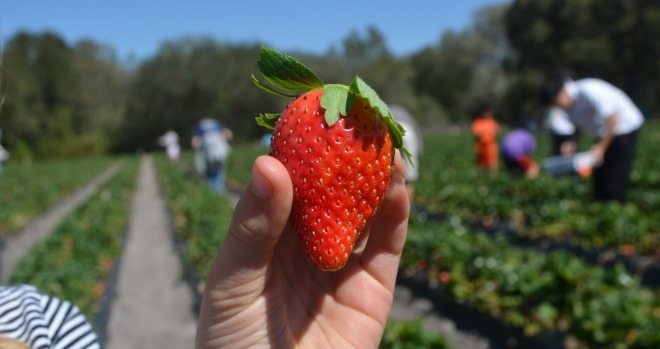 U-pick farms in Central Florida