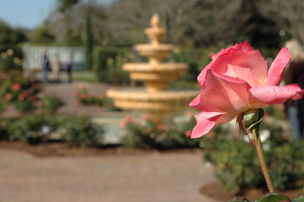 Harry P Leu Gardens Orlando in Audubon Park