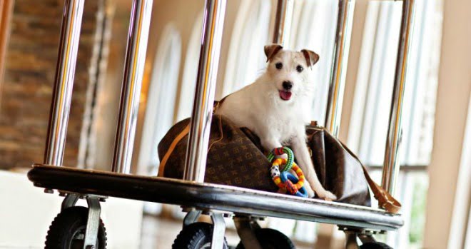 11 Pet Friendly Getaways for Orlando Couples