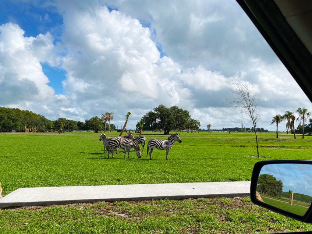 Summer Bucket List Date Ideas - Willd Florida Drive Thru Safari