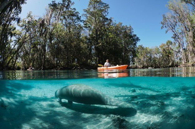 Kayaking with manatees in Three Sisters Springs Crystal River, FL