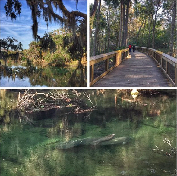 See manatees at Blue Spring State Park north of Orlando