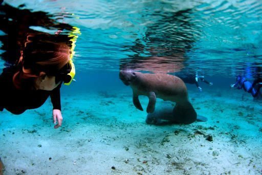 Snorkel with manatees in Crystal River