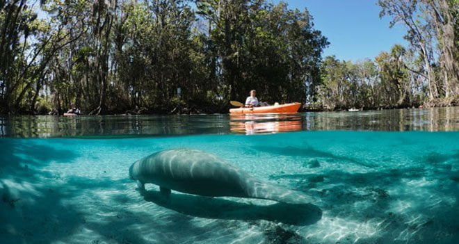 Where to See Manatees in Florida