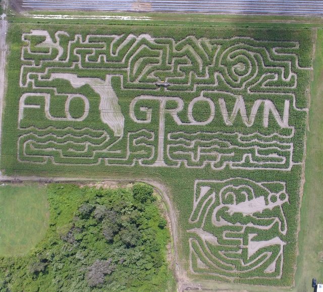 10 Date Worthy Corn Mazes In Orlando 2023