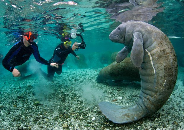 Crystal River Date Day - Snorkeling with Manatees
