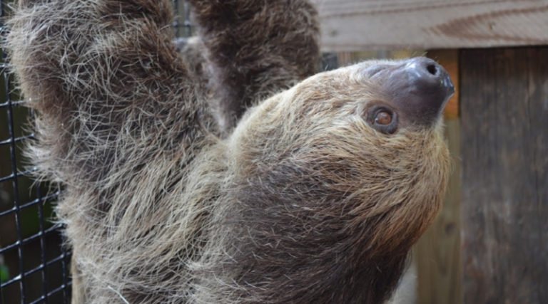 Calling all Sloth Lovers! Sloth Week is Coming to Wild Florida October 15 – 20
