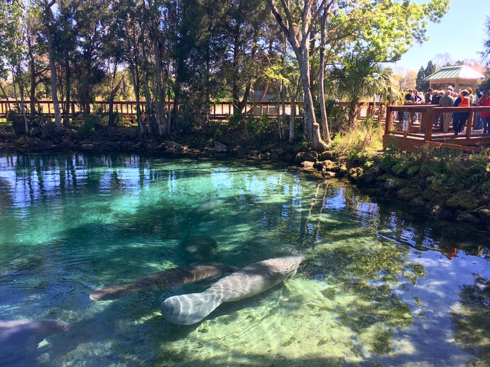 Three Sisters Springs - Crystal River date day ideas