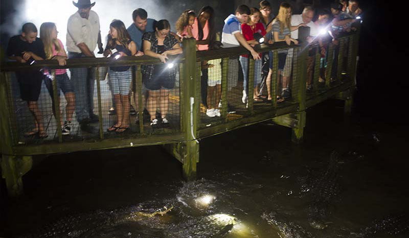 Gatorland Gator Night Shine Tours