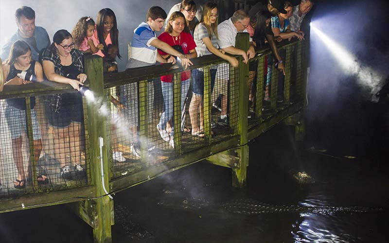Gatorland Gator Night Shine