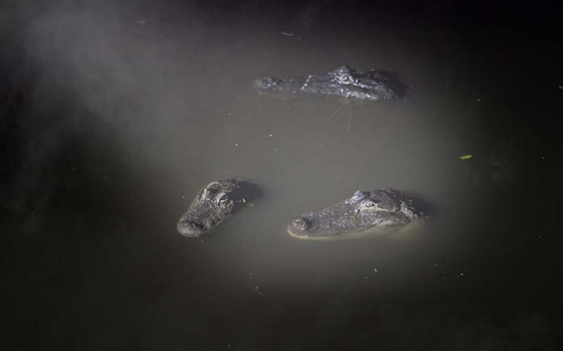 Gatorland Gator Night Shine