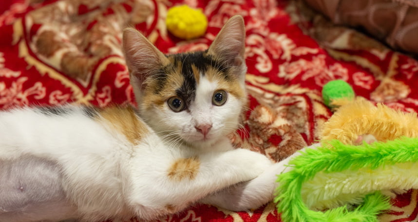 A Purrfect Date  at the Orlando Cat  Cafe  in Clermont