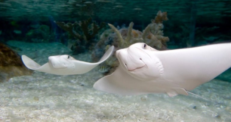 Beers in the Aquarium!! Join Us at Fins & Flights, March 8