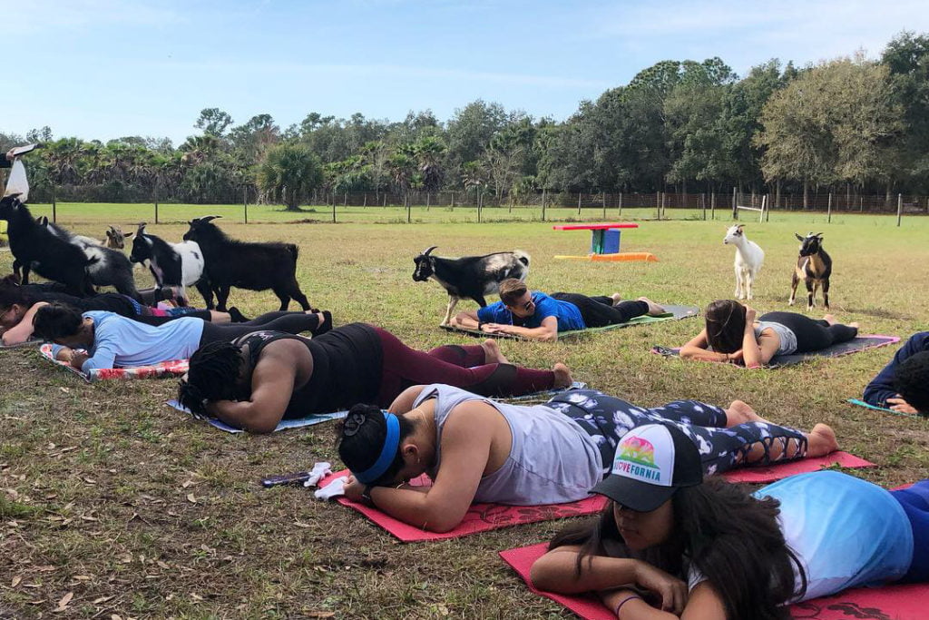 Original Goat Yoga Orlando at Dancing Moon Farm of Orlando