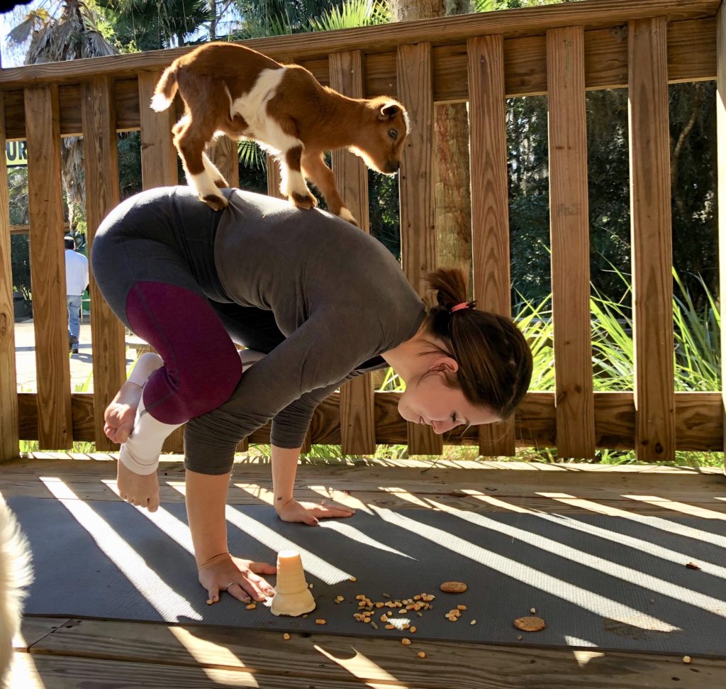 Where to practice goat yoga in Central Florida