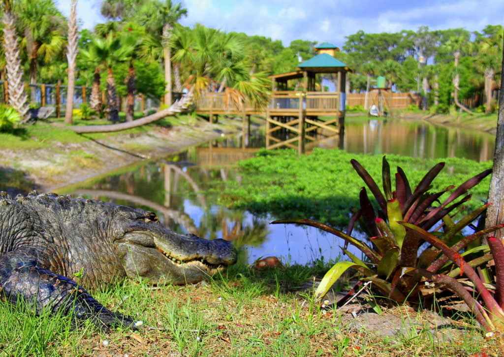 Upcoming Orlando Events for May 2019 - Gator Week at Wild Florida