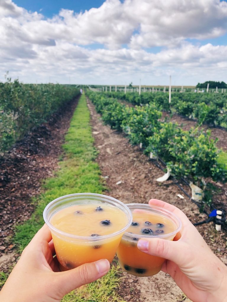 Blueberry mimosas at Southern Hill Farms