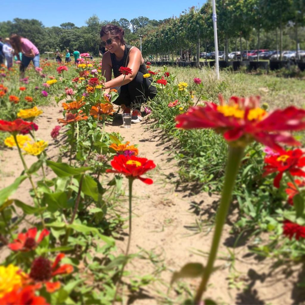 Picking Zinnias at Southern Hill Farms in Clermont