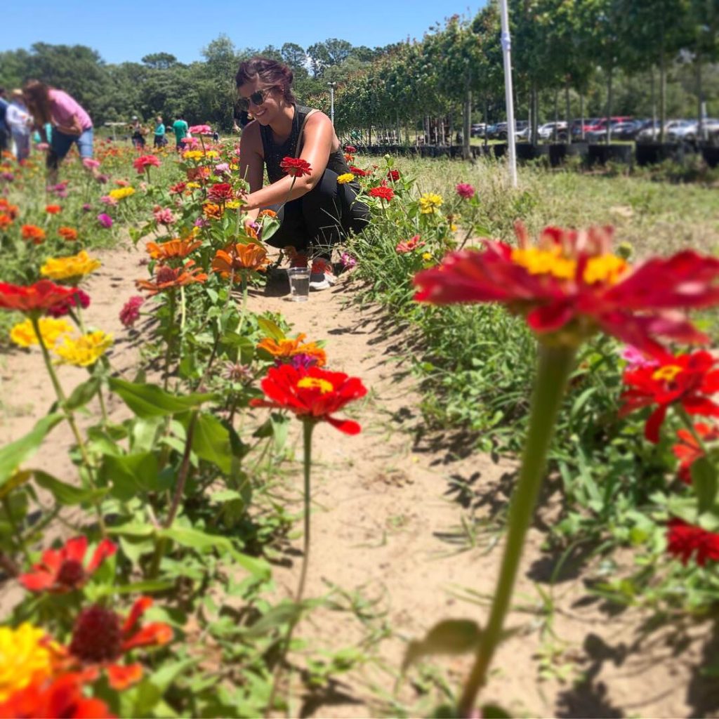 U-pick flowers at Southern Hill Farms