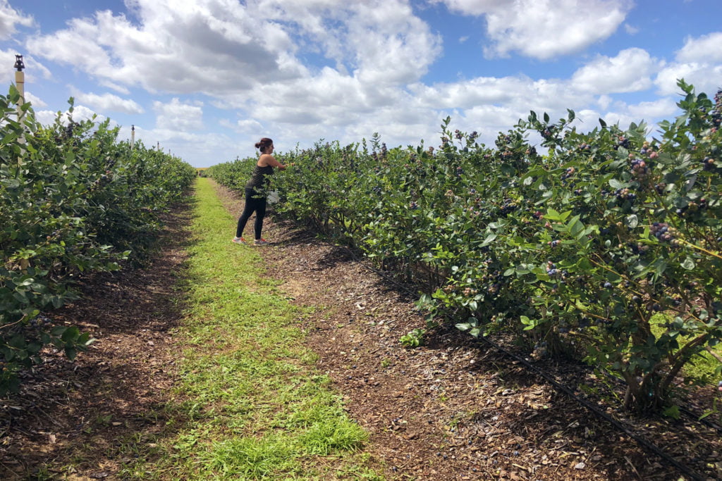 Clermont Day Trip: U-Pick blueberries at Southern Hill Farms