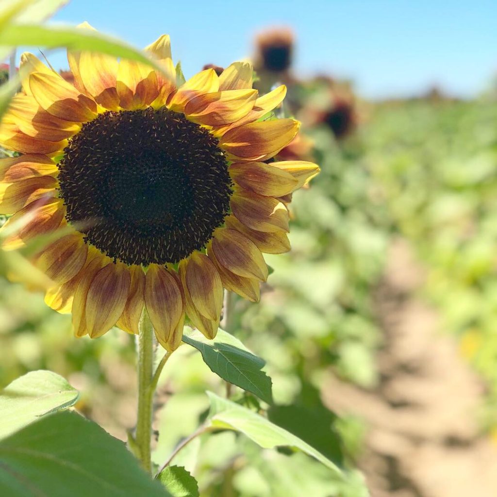 The Sunflower field at Southern Hill Farms