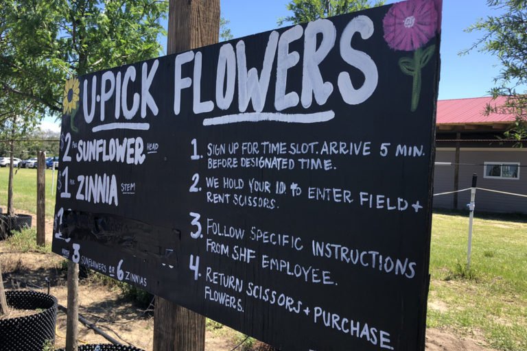Where to Pick Your Own Flowers in Central Florida