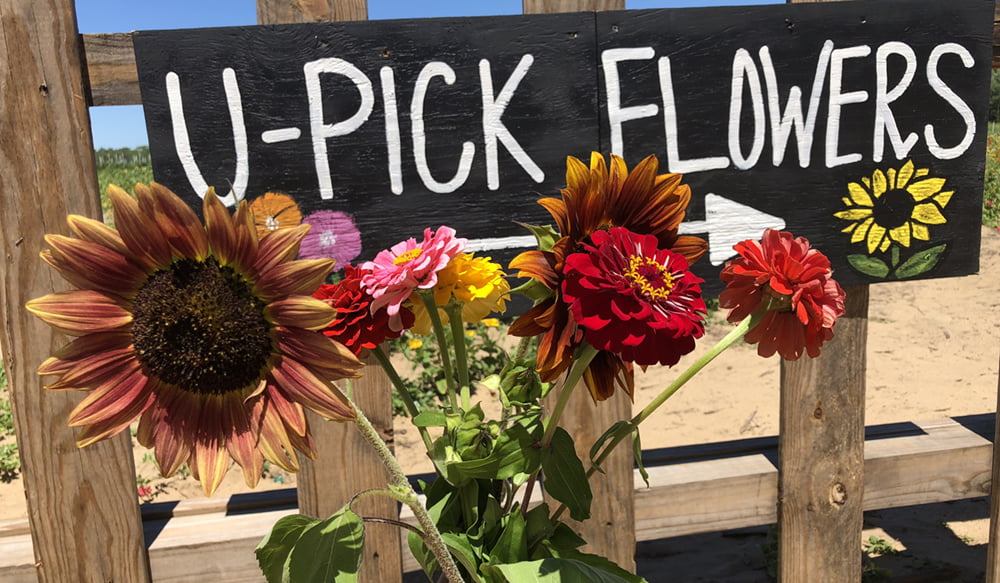 Where to Pick Your Own Flowers in Central Florida
