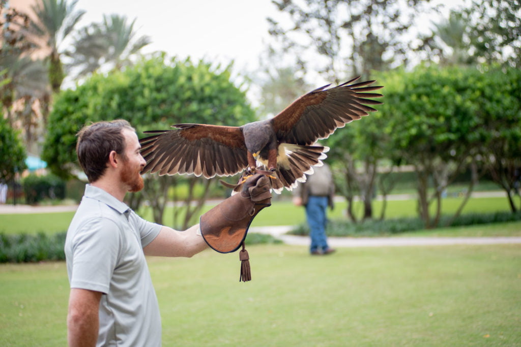 Falconry at Grande Lakes Orlando