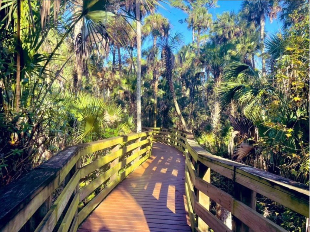 A boardwalk in the Black Bear Wilderness Area 