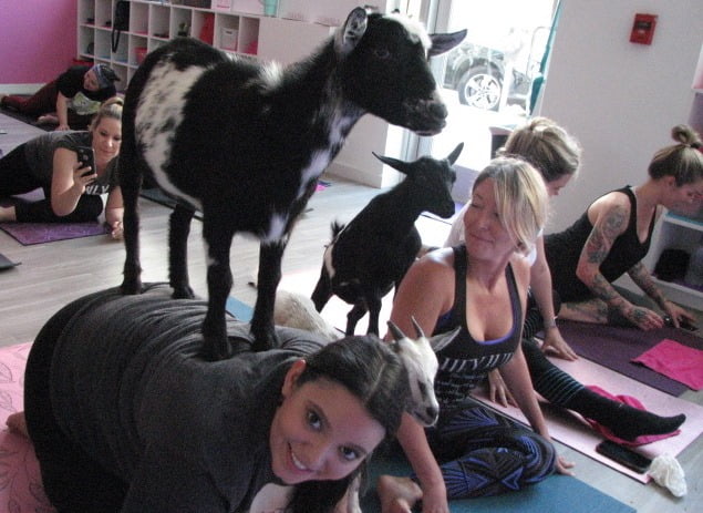 Goat Yoga Downtown at YogaMix