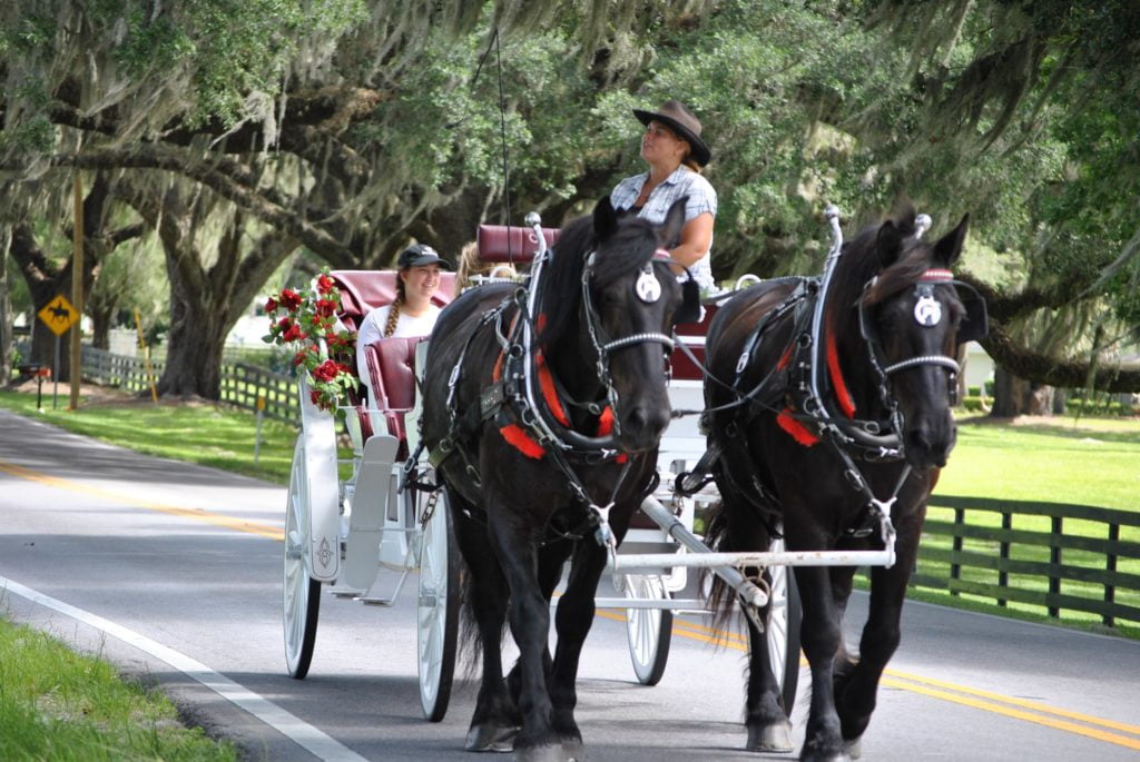 Day trip to Ocala - Horse-drawn carriage tour