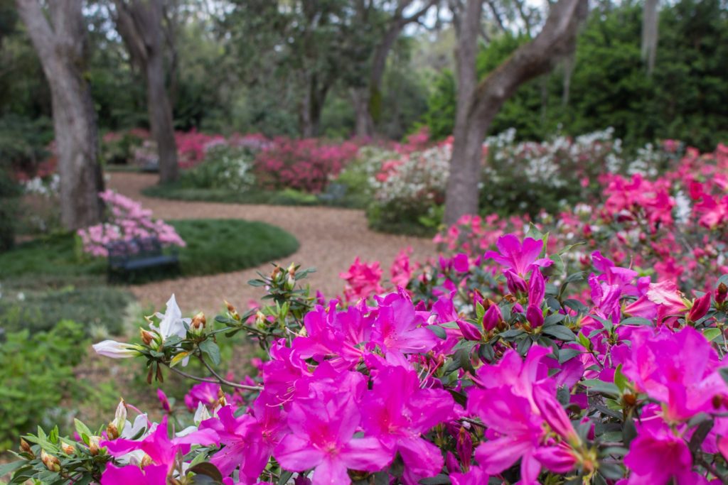 Azalea Season in Central Florida at Bok Tower Gardens