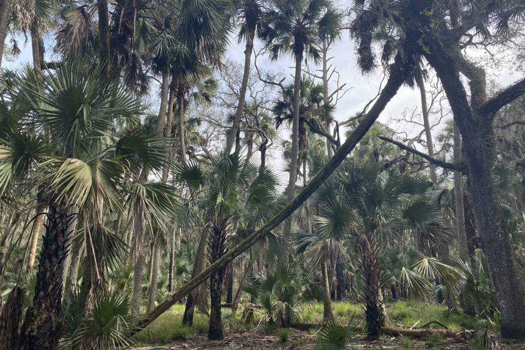 Hontoon Island State Park scenery 