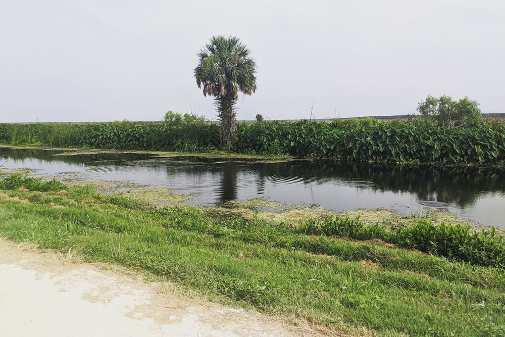 Lake Apopka Wildlife Drive