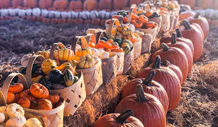 Orlando Fall Festivals Pumpkin Patches and Foodie Events
