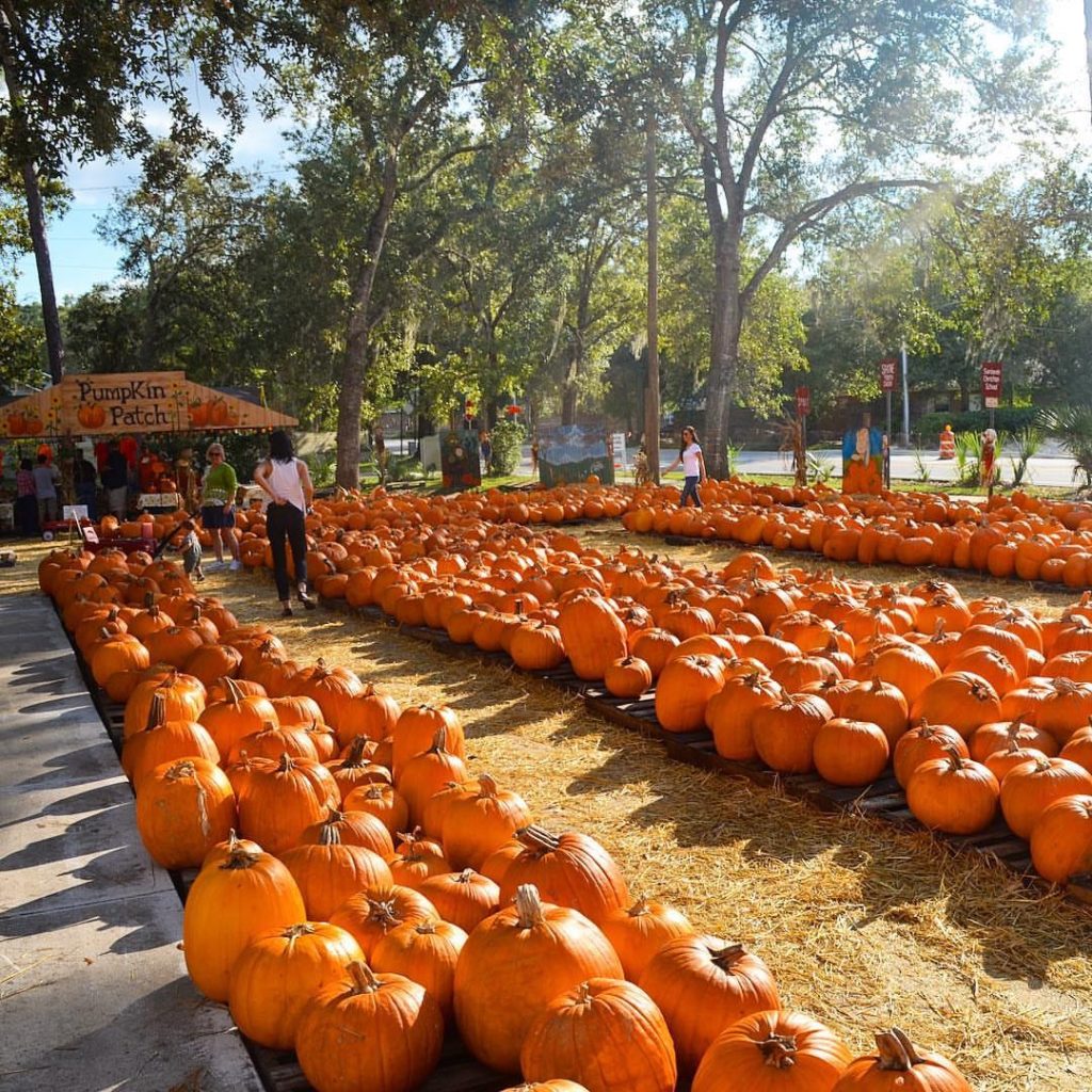 Orlando Fall Festivals and Foodie Events - Sanlando Pumpkin Patch