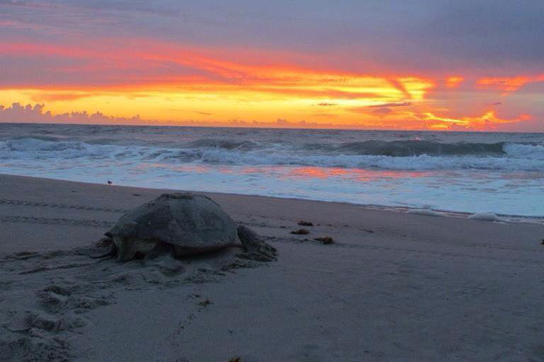 Behold Sea Turtle Nesting on a Unique Space Coast Date Night